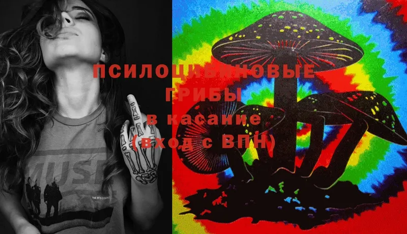 Галлюциногенные грибы Psilocybe  Киров 